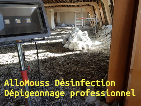 allomouss desinfection depigeonnage professionnel