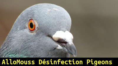 AlloMouss Désinfection Pigeons Belgique