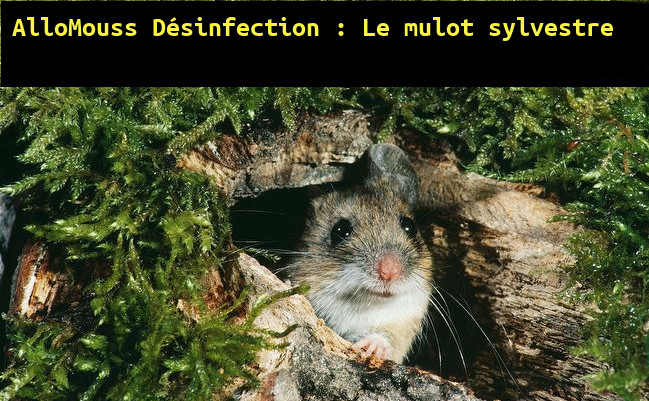 Différence entre une souris et un mulot