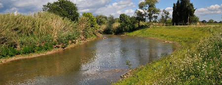 Mulots terrestres dans les berges danger