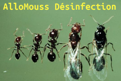 AlloMouss Désinfection Fourmis