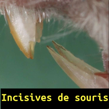 incisives de souris allomouss