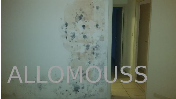 alternaria moisissures maison allomouss desinfection