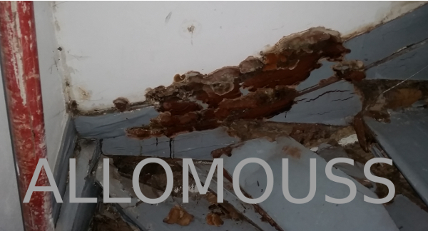 merule allomouss desinfection
